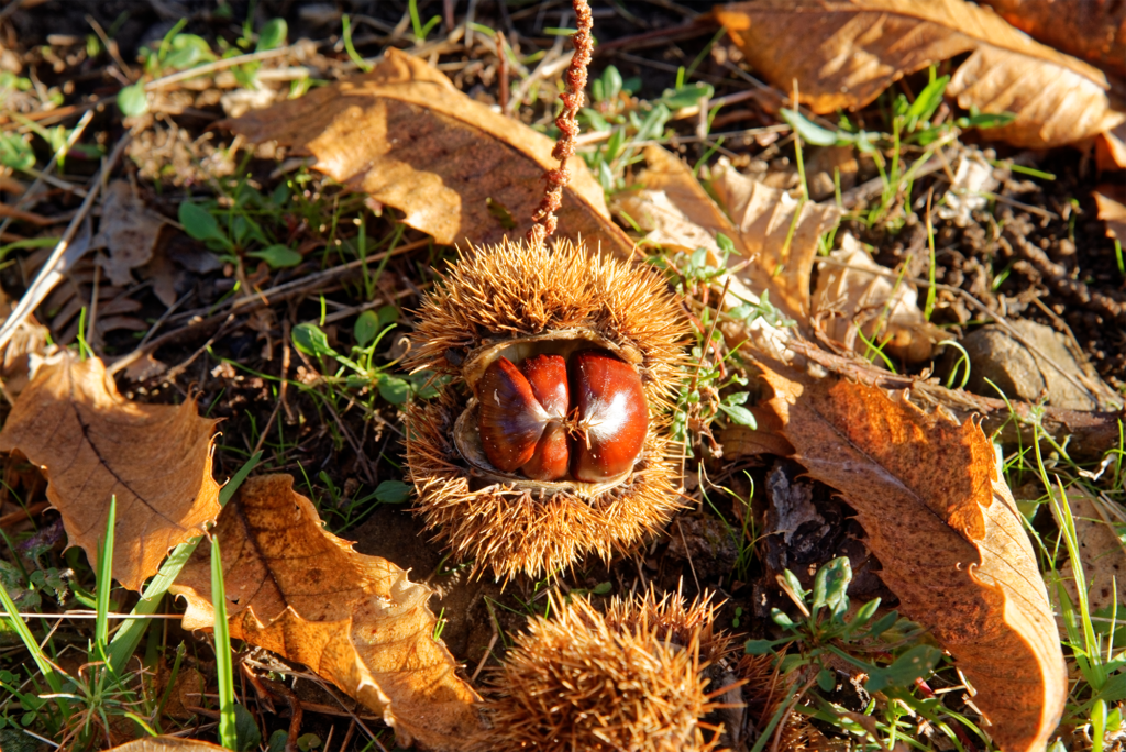 Marroni Alpe di Catenaia